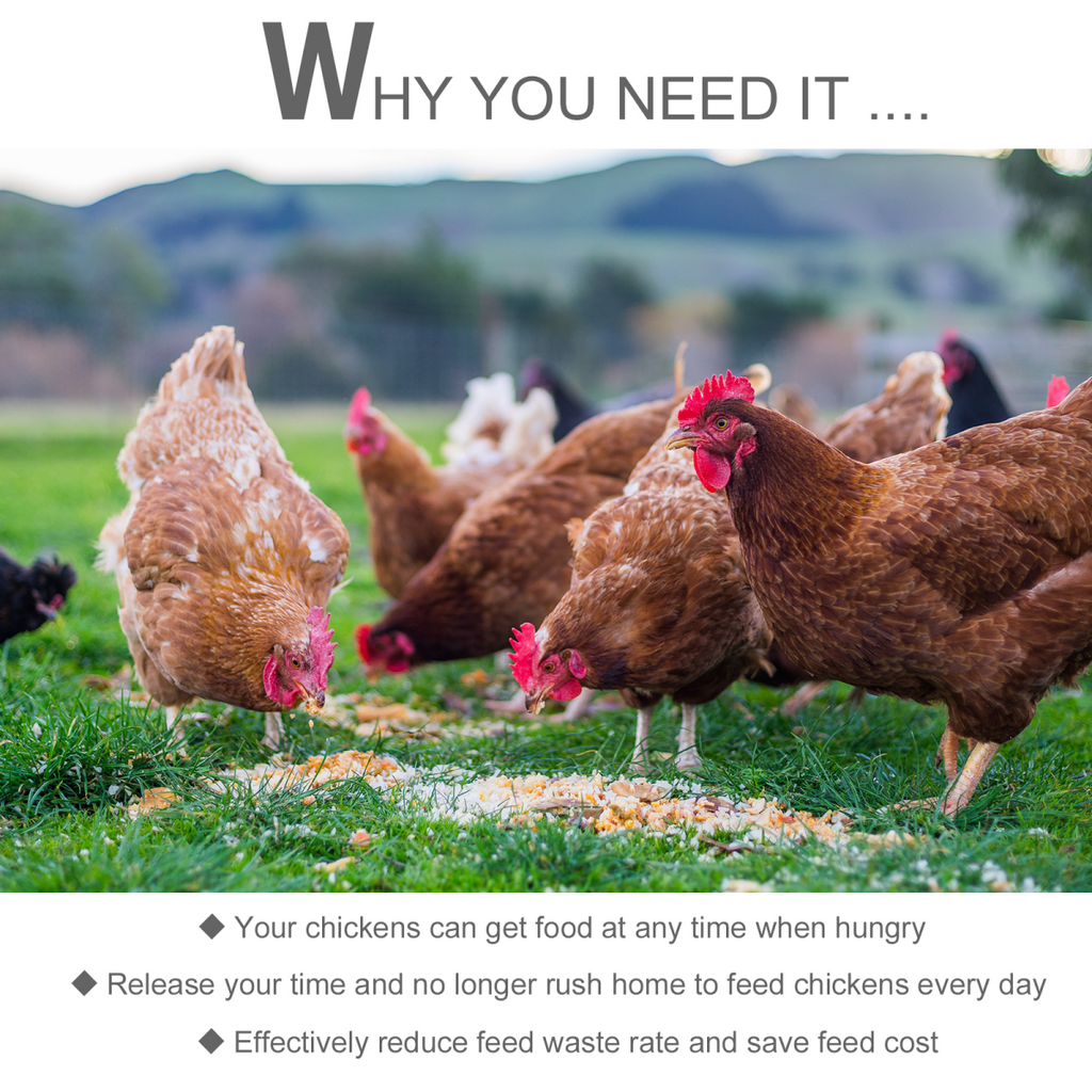 Hens feeding on grass in an outdoor yard